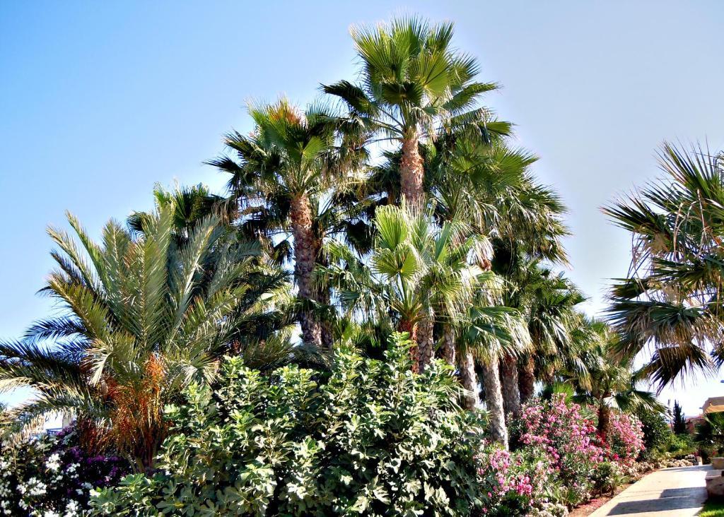 Rododafni Beach Apartments Klorakas Exterior foto